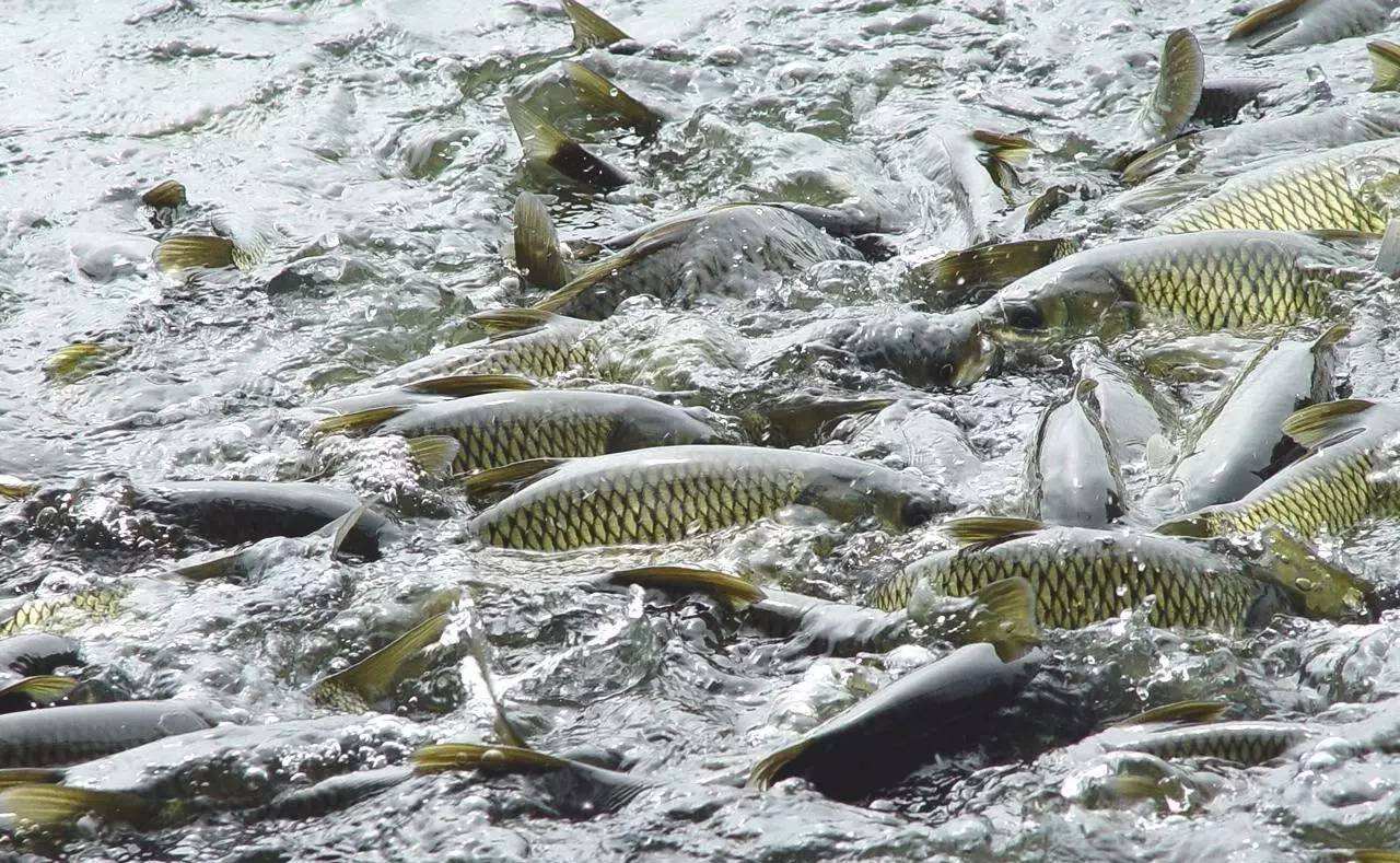 水产养殖将成为最赚钱的行业，未来鱼价会疯涨