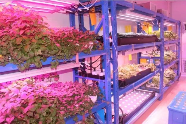 （转）马稚昱：现代设施农业植物光环境调控技术及应用