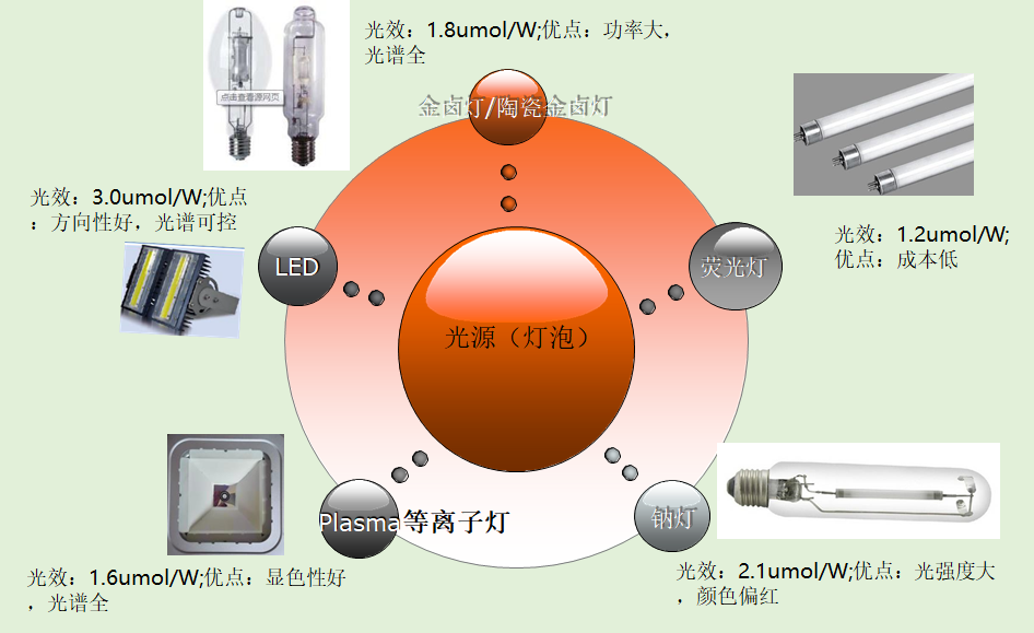 马稚昱：现代设施农业植物光环境调控技术及应用